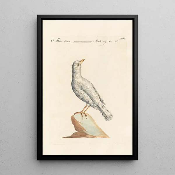 Ornithologia methodice digesta Pl285 - Saverio Manetti — gerahmtes Bild an der Wand