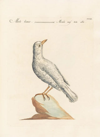 Saverio Manetti - Ornithologia methodice digesta Pl285.webp