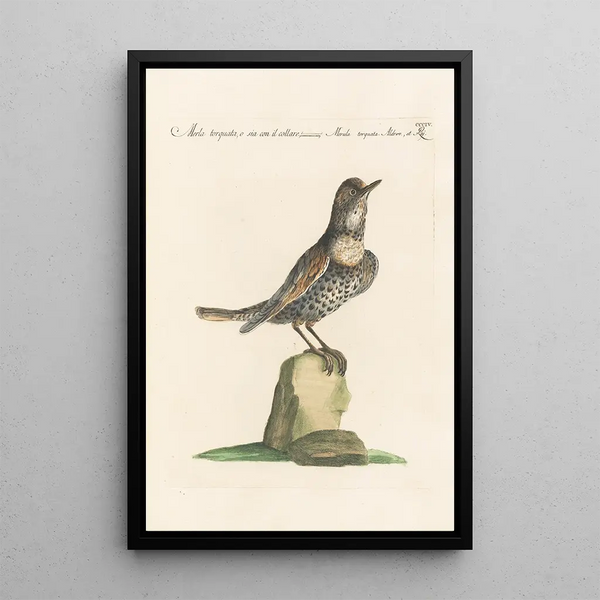 Ornithologia methodice digesta Pl286 - Saverio Manetti — gerahmtes Bild an der Wand