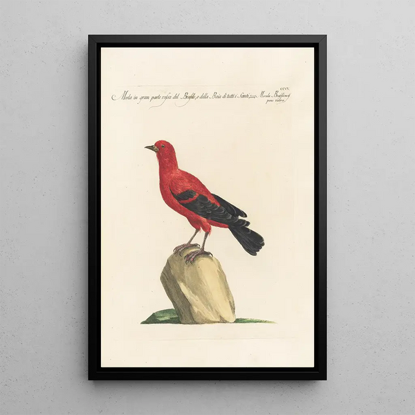 Ornithologia methodice digesta Pl287 - Saverio Manetti — gerahmtes Bild an der Wand