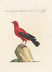 Ornithologia methodice digesta Pl287 - Saverio Manetti — Ansicht des Kunstwerks
