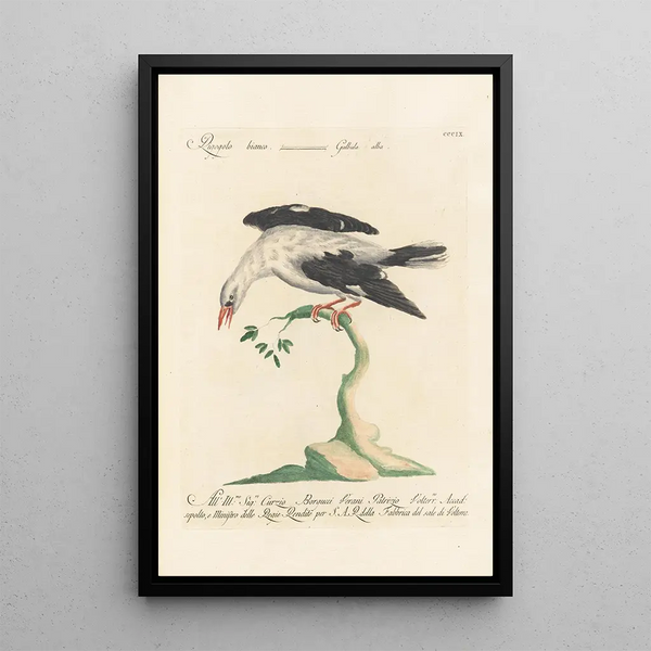 Ornithologia methodice digesta Pl291 - Saverio Manetti — gerahmtes Bild an der Wand