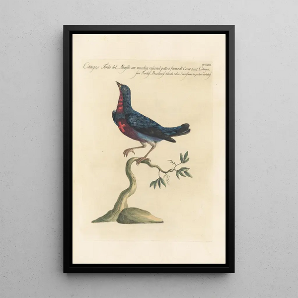 Ornithologia methodice digesta Pl295 - Saverio Manetti — gerahmtes Bild an der Wand