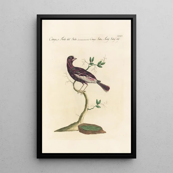 Ornithologia methodice digesta Pl296 - Saverio Manetti — gerahmtes Bild an der Wand