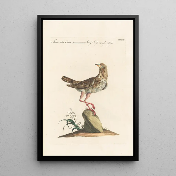 Ornithologia methodice digesta Pl299 - Saverio Manetti — gerahmtes Bild an der Wand