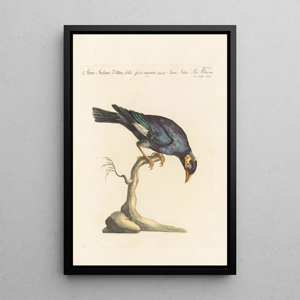 Ornithologia methodice digesta Pl301 - Saverio Manetti — gerahmtes Bild an der Wand