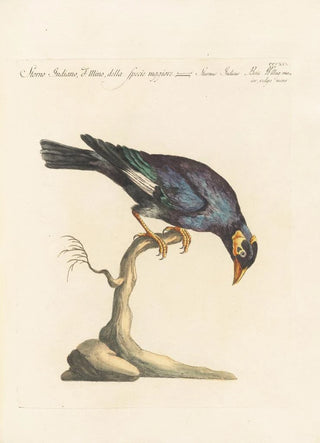 Saverio Manetti - Ornithologia methodice digesta Pl301.webp