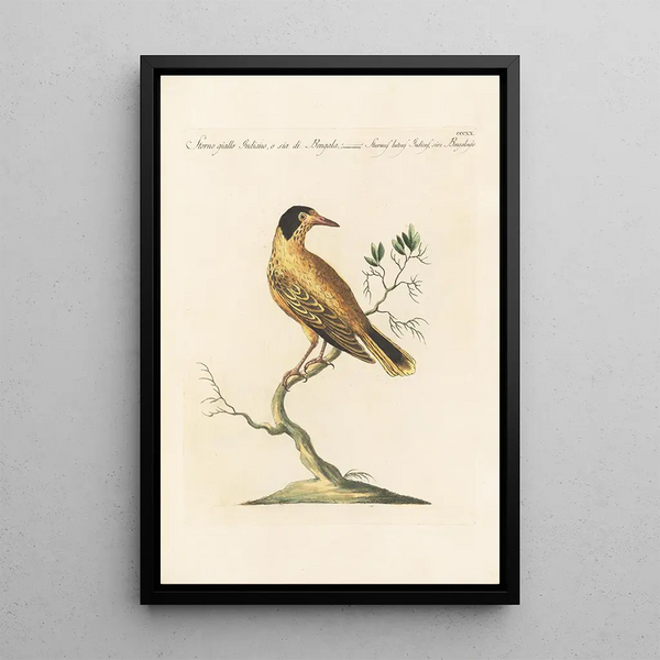 Ornithologia methodice digesta Pl302 - Saverio Manetti — gerahmtes Bild an der Wand