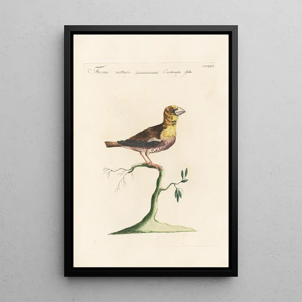 Ornithologia methodice digesta Pl308 - Saverio Manetti — gerahmtes Bild an der Wand