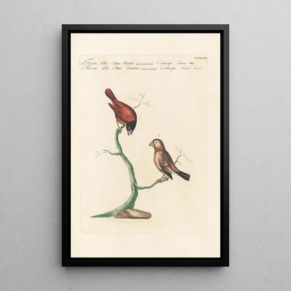 Ornithologia methodice digesta Pl309 - Saverio Manetti — gerahmtes Bild an der Wand