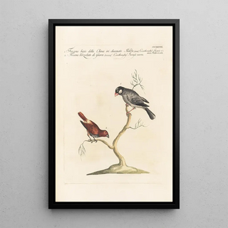 Saverio Manetti - Ornithologia methodice digesta Pl310.webp