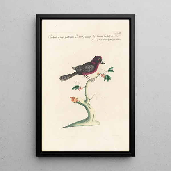 Ornithologia methodice digesta Pl316 - Saverio Manetti — gerahmtes Bild an der Wand