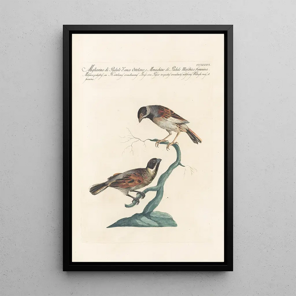Ornithologia methodice digesta Pl318 - Saverio Manetti — gerahmtes Bild an der Wand