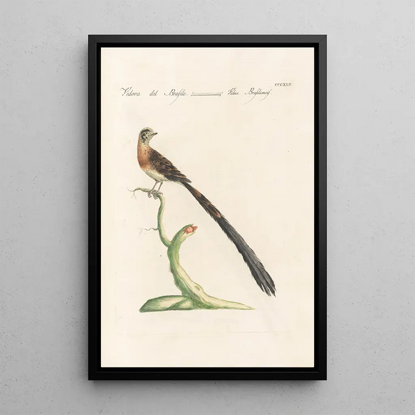 Ornithologia methodice digesta Pl327 - Saverio Manetti — gerahmtes Bild an der Wand