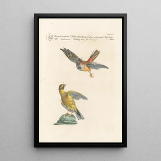 Saverio Manetti - Ornithologia methodice digesta Pl331.webp