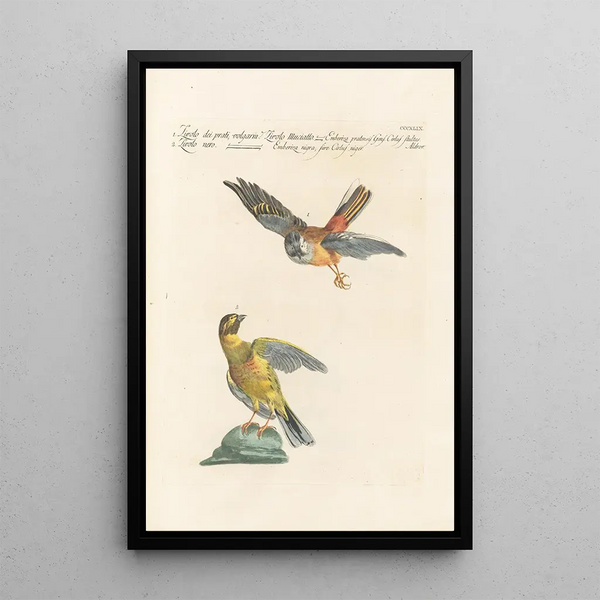 Ornithologia methodice digesta Pl331 - Saverio Manetti — gerahmtes Bild an der Wand