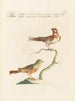 L'ornithologie méthodiquement digérée Pl333 - Saverio Manetti — Ansicht des Kunstwerks