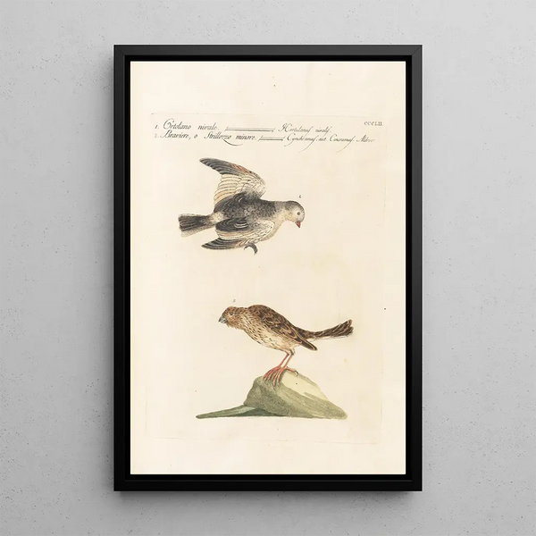 Ornithologia methodice digesta Pl334 - Saverio Manetti — gerahmtes Bild an der Wand