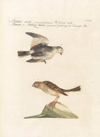 Saverio Manetti - Ornithologia methodice digesta Pl334.webp