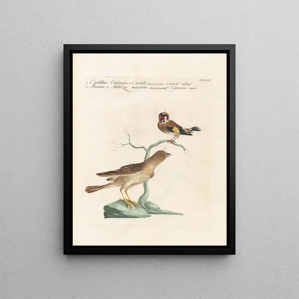 Saverio Manetti - Ornithologia methodice digesta Pl335.webp