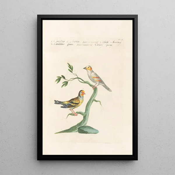 Ornithologia methodice digesta Pl337 - Saverio Manetti — gerahmtes Bild an der Wand