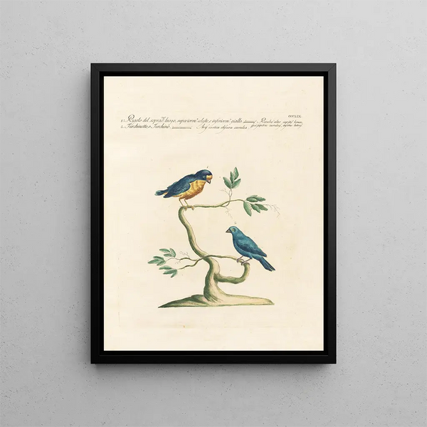 Saverio Manetti - Ornithologia methodice digesta Pl341.webp