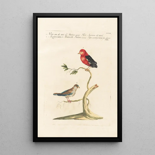 Saverio Manetti - Ornithologia methodice digesta Pl342.webp