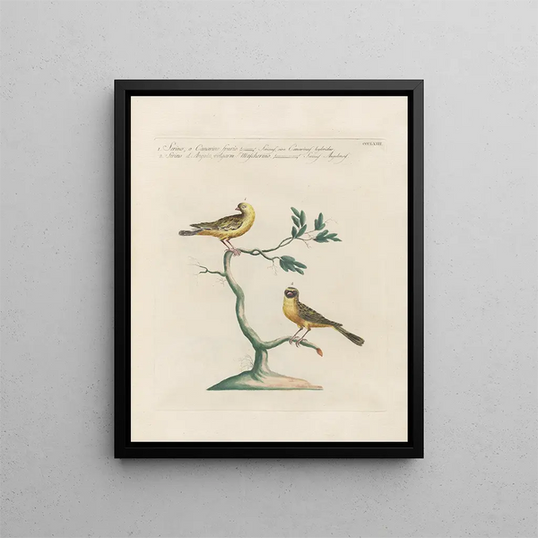 Ornithologie methodisch verdaut Pl345 - Saverio Manetti — gerahmtes Bild an der Wand