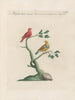 Ornithologie methodisch verdaut Pl348 - Saverio Manetti — Ansicht des Kunstwerks
