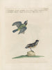 Ornithologie methodisch verdaut Pl358 - Saverio Manetti — Ansicht des Kunstwerks