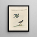 Ornithologie methodisch verdaut Pl358 - Saverio Manetti — gerahmtes Bild an der Wand