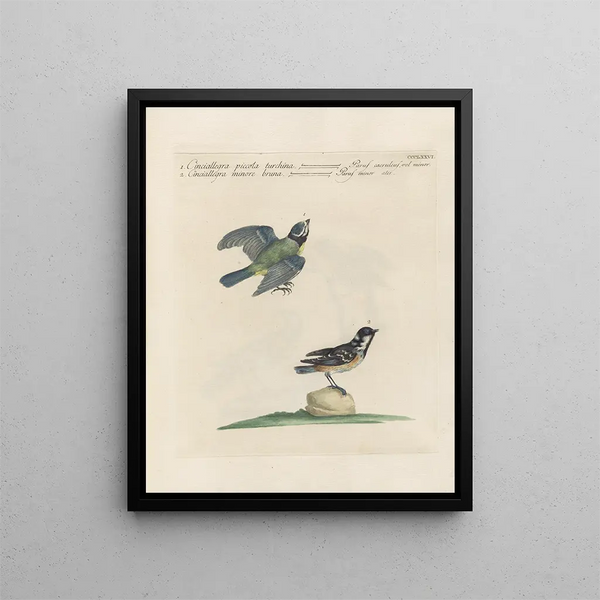 Ornithologie methodisch verdaut Pl358 - Saverio Manetti — gerahmtes Bild an der Wand
