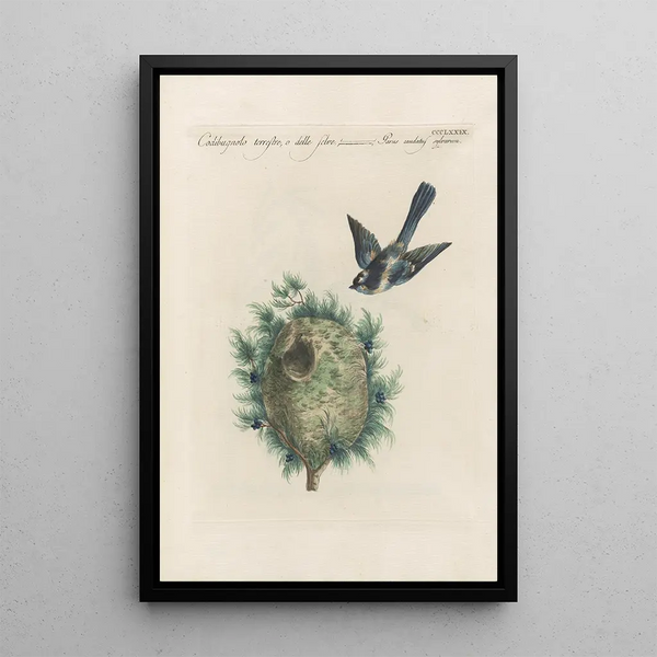 Ornithologia methodice digesta Pl361 - Saverio Manetti — gerahmtes Bild an der Wand