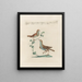 Ornithologie methodisch verdaut Pl382 - Saverio Manetti — gerahmtes Bild an der Wand