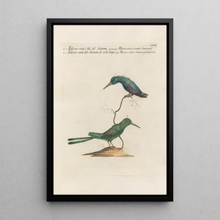 Saverio Manetti - Ornithologia methodice digesta Pl385.webp