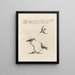 Ornithologie methodisch verdaut Pl386 - Saverio Manetti — gerahmtes Bild an der Wand