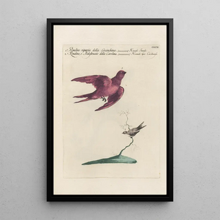 Saverio Manetti - Ornithologia methodice digesta Pl393.webp