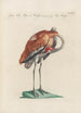 Ornithologia methodice digesta Pl398 - Saverio Manetti — Ansicht des Kunstwerks