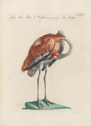 Saverio Manetti - Ornithologia methodice digesta Pl398.webp