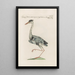 Ornithologia methodice digesta Pl410 - Saverio Manetti — gerahmtes Bild an der Wand