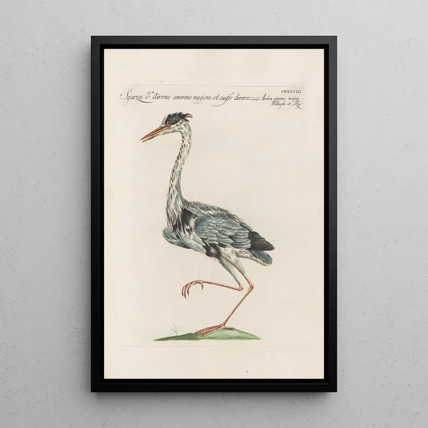 Ornithologia methodice digesta Pl410 - Saverio Manetti — gerahmtes Bild an der Wand