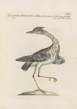 Saverio Manetti - Ornithologia methodice digesta Pl411.webp