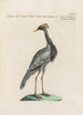 Ornithologia methodice digesta Pl418 - Saverio Manetti — Ansicht des Kunstwerks