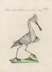 Ornithologia methodice digesta Pl419 - Saverio Manetti — Ansicht des Kunstwerks