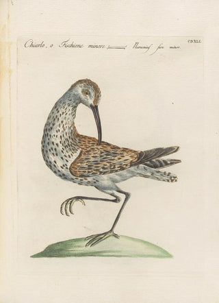Saverio Manetti - Ornithologia methodice digesta Pl423.webp