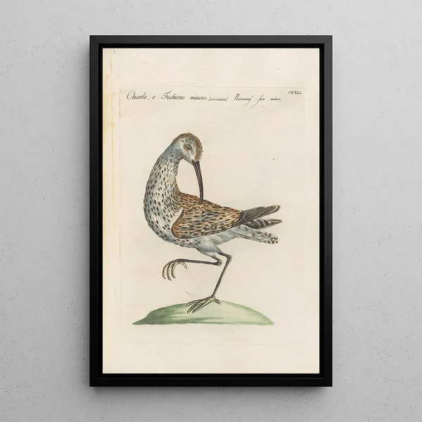 Ornithologia methodice digesta Pl423 - Saverio Manetti — gerahmtes Bild an der Wand
