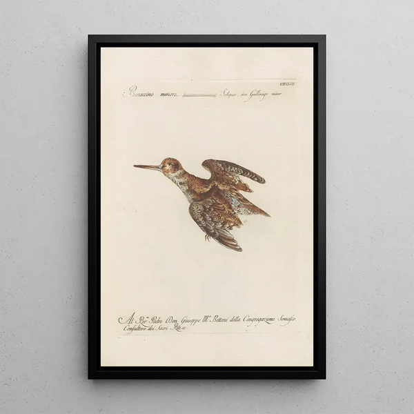 Ornithologia methodice digesta Pl425 - Saverio Manetti — gerahmtes Bild an der Wand