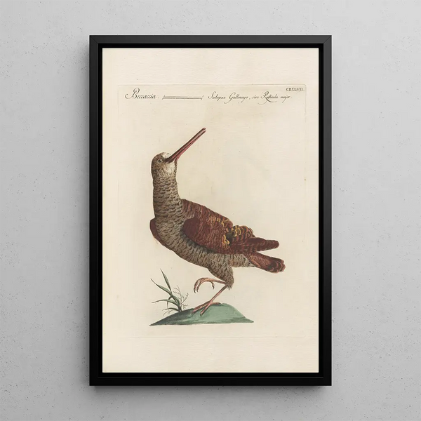 Ornithologia methodice digesta Pl429 - Saverio Manetti — gerahmtes Bild an der Wand