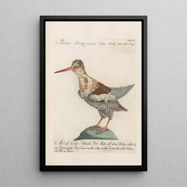 Ornithologia methodice digesta Pl431 - Saverio Manetti — gerahmtes Bild an der Wand
