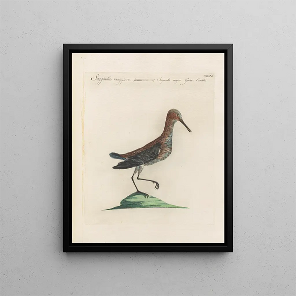 L'ornithologie a méthodiquement digéré Pl437 - Saverio Manetti — gerahmtes Bild an der Wand